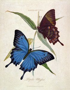 Borboleta: Papilo Ulisses, pub. pelo artista, 1800